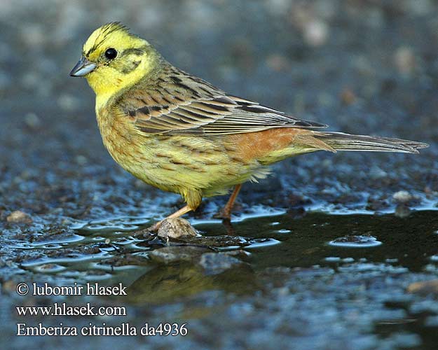 Emberiza citrinella da4936