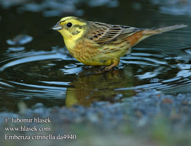 Emberiza citrinella da4940