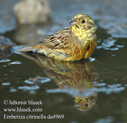 Emberiza citrinella da4969