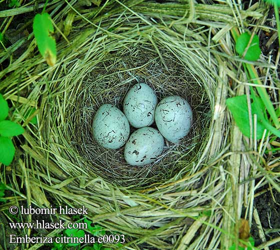  Strnádka žltá  Citromsármány Emberiza citrinella Yellowhammer Goldammer Bruant jaune Escribano Cerillo Strnad obecný Gulspurv Geelgors Kelt Zigolo giallo Gulspurv Gulsparv 黄鹀 Обыкновенная овсянка キアオジ الدرسة الصفراء Χρυσοτσίχλονο Escrevedeira-amarela Звичайна вівсянка Sarı kirazkuşu גבתון צהוב Trznadel zwyczajny Strnadica žutovoljka რუხი გულწითელა