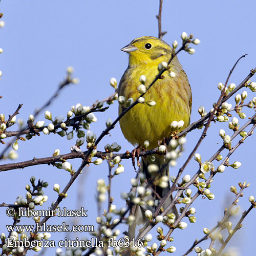 Emberiza citrinella fb6316