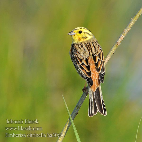 Emberiza citrinella ha3069