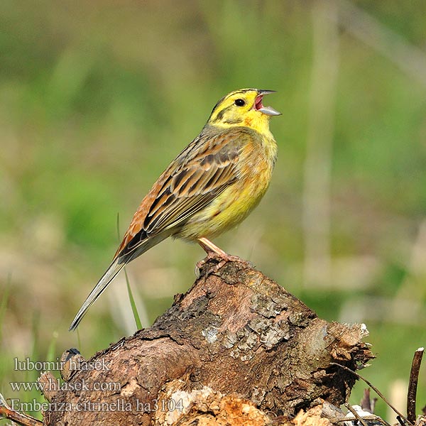 Emberiza citrinella Kelt Zigolo giallo Gulspurv Gulsparv 黄鹀 Обыкновенная овсянка キアオジ الدرسة الصفراء Χρυσοτσίχλονο Escrevedeira-amarela Звичайна вівсянка Sarı kirazkuşu גבתון צהוב Trznadel zwyczajny Strnadica žutovoljka რუხი გულწითელა Strnádka žltá Citromsármány Yellowhammer Goldammer Bruant jaune Escribano Cerillo Strnad obecný Gulspurv Geelgors