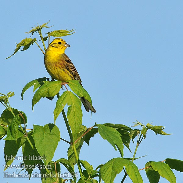 Emberiza citrinella Zigolo giallo Gulspurv Gulsparv 黄鹀 Обыкновенная овсянка キアオジ الدرسة الصفراء Χρυσοτσίχλονο Escrevedeira-amarela Звичайна вівсянка Sarı kirazkuşu גבתון צהוב Trznadel zwyczajny Strnadica žutovoljka რუხი გულწითელა Strnádka žltá Citromsármány Yellowhammer Goldammer Bruant jaune Escribano Cerillo Strnad obecný Gulspurv Geelgors Kelt