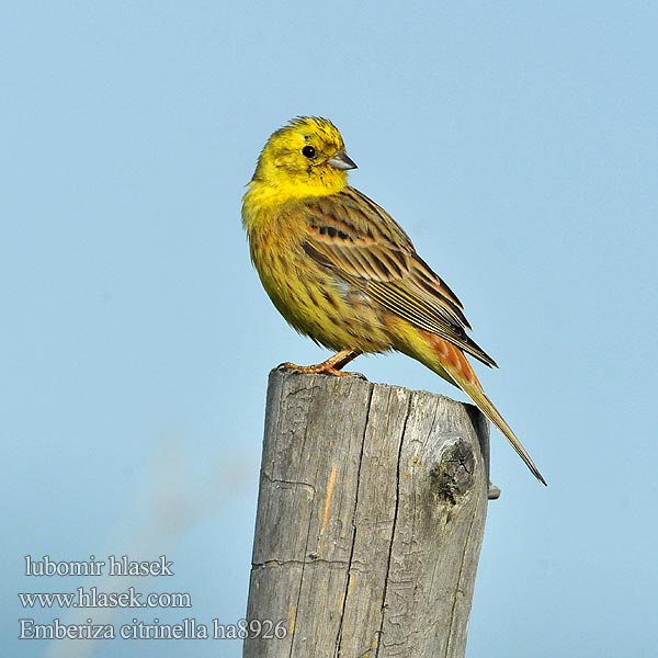 Emberiza citrinella Gulspurv Gulsparv 黄鹀 Обыкновенная овсянка キアオジ الدرسة الصفراء Χρυσοτσίχλονο Escrevedeira-amarela Звичайна вівсянка Sarı kirazkuşu גבתון צהוב Trznadel zwyczajny Strnadica žutovoljka რუხი გულწითელა Strnádka žltá Citromsármány Yellowhammer Goldammer Bruant jaune Escribano Cerillo Strnad obecný Gulspurv Geelgors Kelt Zigolo giallo