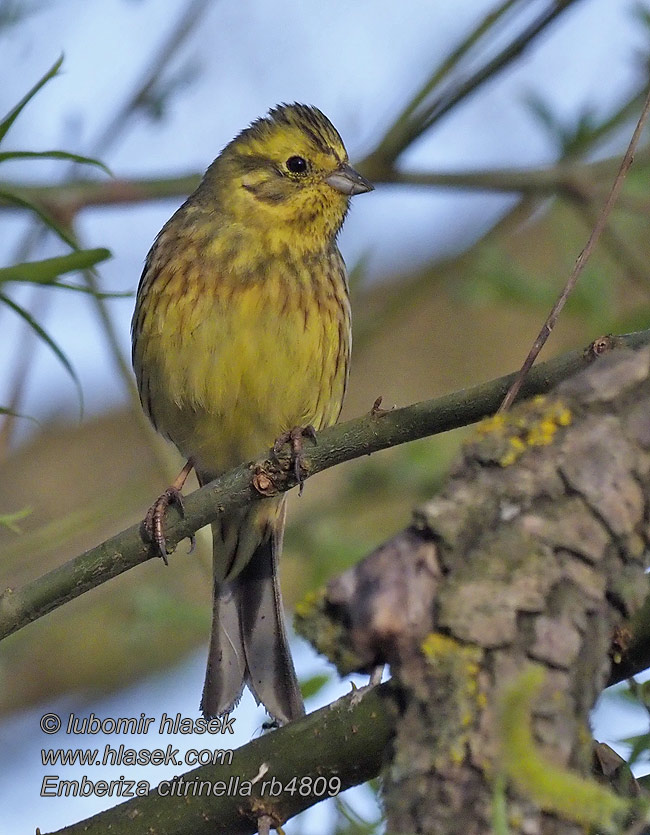 الدرسة الصفراء Χρυσοτσίχλονο Emberiza citrinella