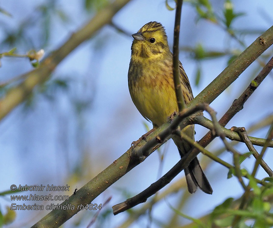 Gulspurv Geelgors Kelt Zigolo giallo Gulspurv Gulsparv Emberiza citrinella