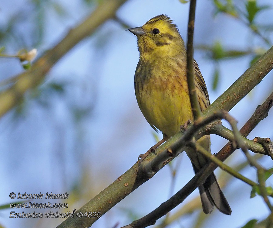 Strnad obecný Emberiza citrinella