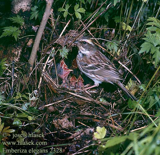 Emberiza elegans 2328