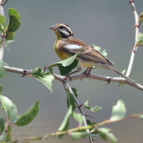 Emberiza flaviventris African Golden breasted Bunting Strnad zlatoprsý