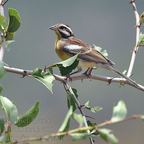 Emberiza flaviventris ba8878