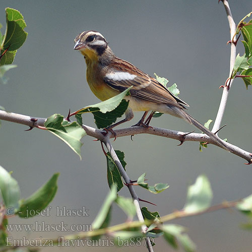 Emberiza flaviventris ba8879