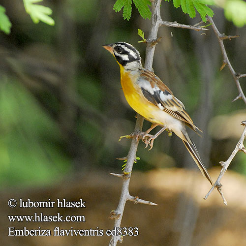 Emberiza flaviventris ed8383