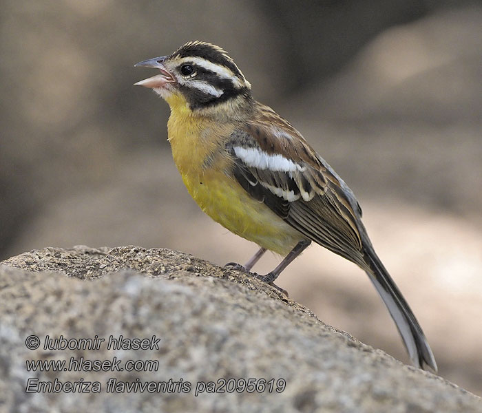 Emberiza flaviventris