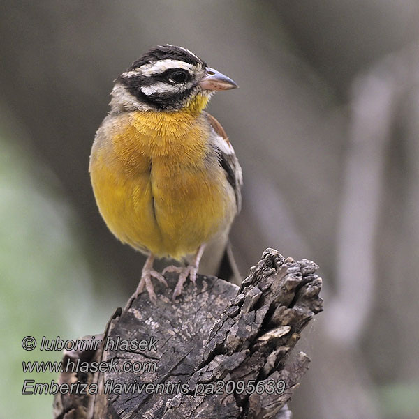 Emberiza flaviventris