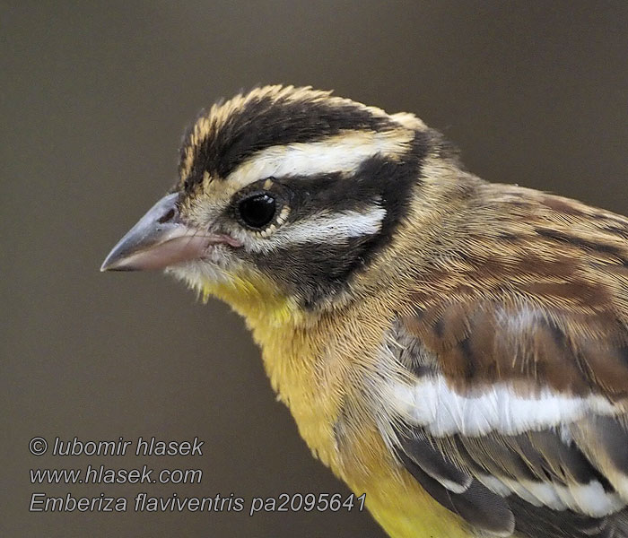 Emberiza flaviventris