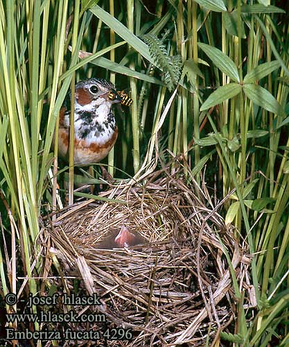 Emberiza fucata Gray-headed Bunting Chestnut-eared Bunting Bandammer strnad šedotemenný Ошейниковая овсянка 栗耳鹀 ホオアカ 붉은뺨멧새