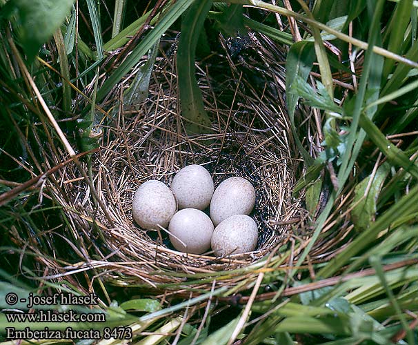 Bandammer Strnad šedotemenný Ошейниковая овсянка 栗耳鹀 ホオアカ 붉은뺨멧새 Emberiza fucata Gray-headed Bunting Chestnut-eared Bunting