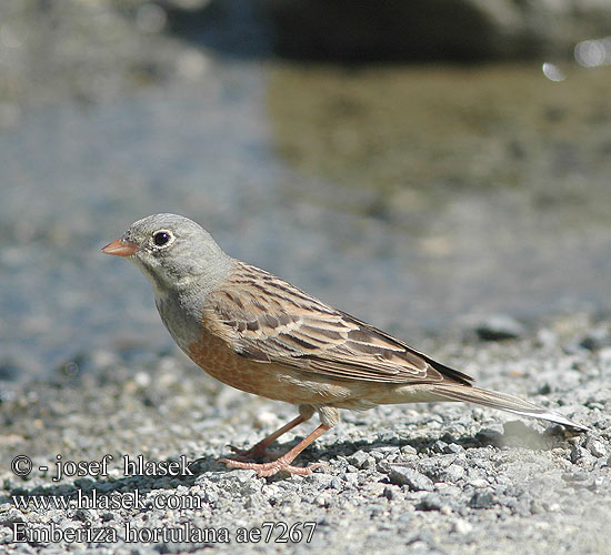 Emberiza hortulana ae7267