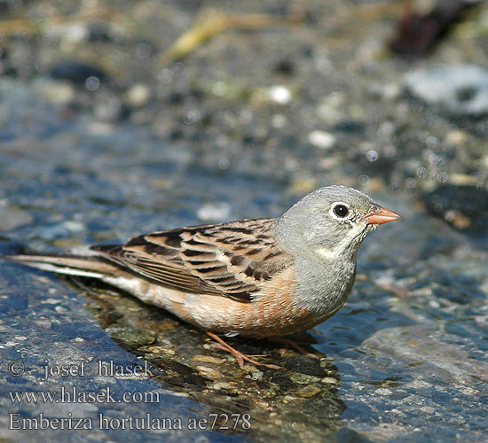 Emberiza hortulana ae7278