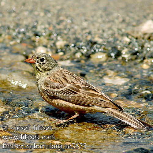 Emberiza hortulana ae7675