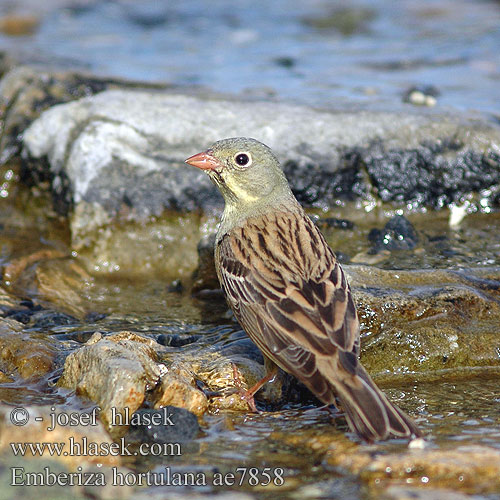 Strnad zahradní Bruant Ortolan Bunting trznadel Hortulan Escribano