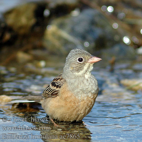 Emberiza hortulana ae7865