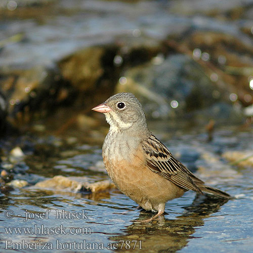 Emberiza hortulana ae7871