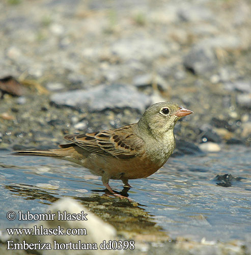 Strnádka záhradná Emberiza hortulana 圃鹀 Овсянка