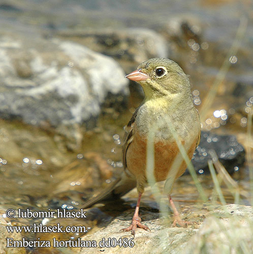 Emberiza hortulana dd0486