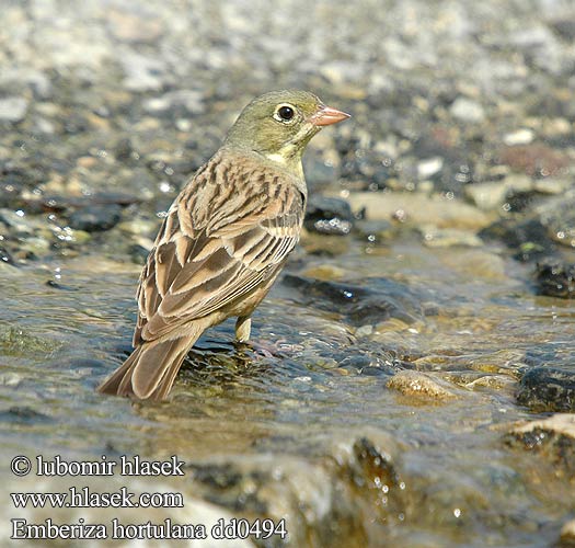 Emberiza hortulana dd0494