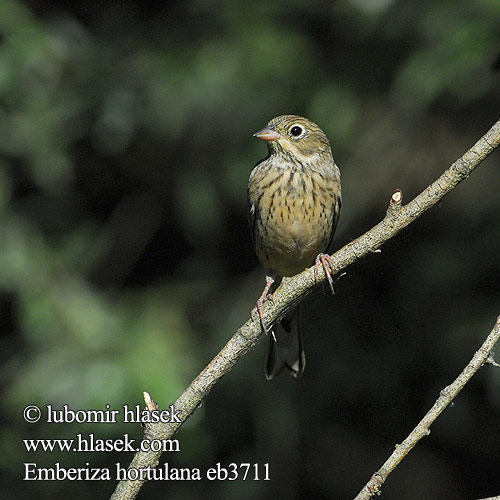 Ortolan Bunting trznadel Hortulan Escribano Hortelano