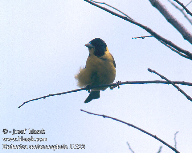 Emberiza melanocephala Black-headed Bunting Kappenammer