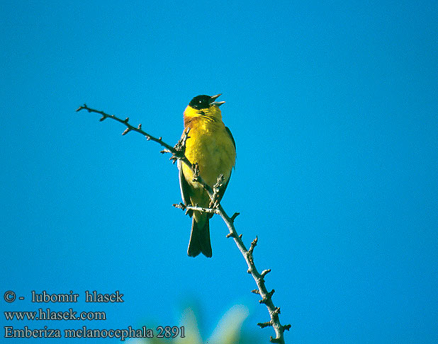 Emberiza melanocephala Bruant mélanocéphale Escribano Cabecinegro