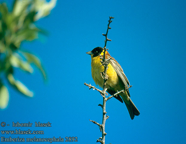 Emberiza melanocephala Strnad černohlavý Hætteværling