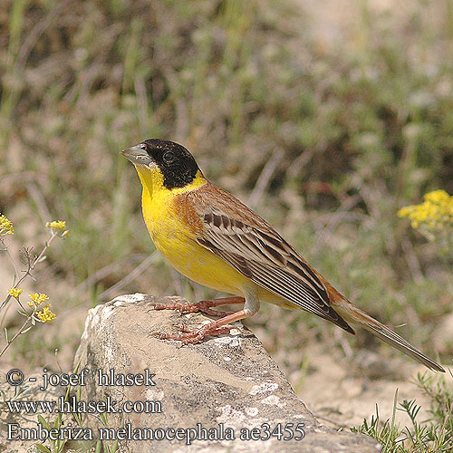 Emberiza melanocephala ae3455