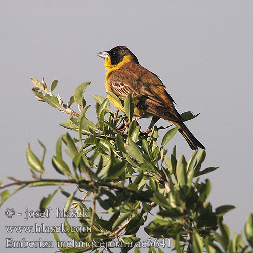 Emberiza melanocephala ae3641