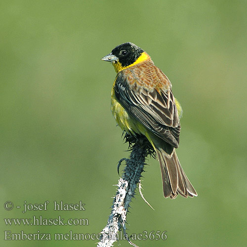 Emberiza melanocephala ae3656