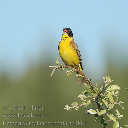 Emberiza melanocephala ae3884