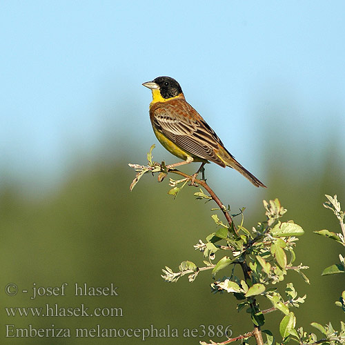 Emberiza melanocephala Αμπελουργός Чорноголова