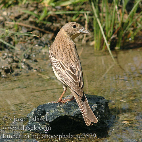 Emberiza melanocephala Kara Başlı Çinte גבתון שחור ראש