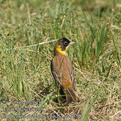 Emberiza melanocephala ae7598