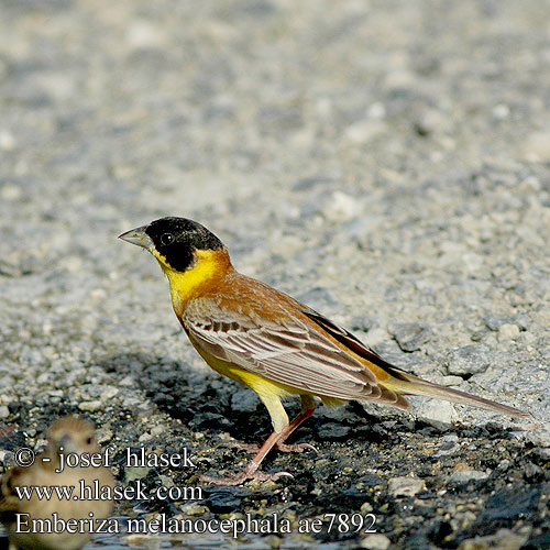 Emberiza melanocephala ae7892