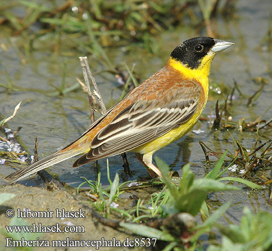 Emberiza melanocephala Черноглава овесарка