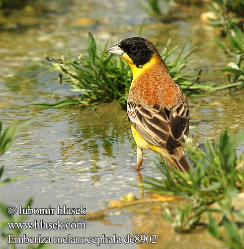 Emberiza melanocephala Presura cap negr Black-headed Bunting