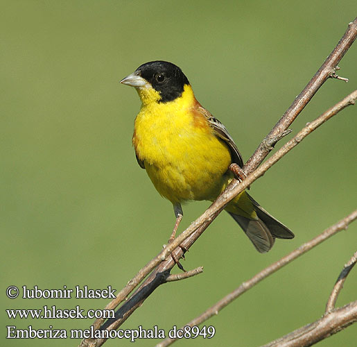 Emberiza melanocephala dc8949