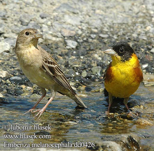 Emberiza melanocephala dd0426