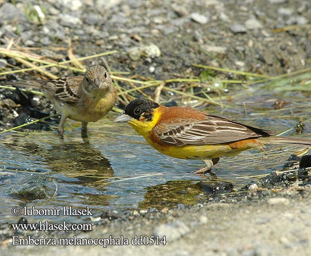 Emberiza melanocephala Strnad černohlavý Hætteværling