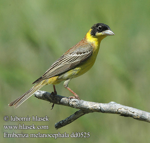 Emberiza melanocephala dd0525