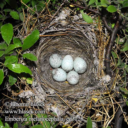 Emberiza melanocephala ed3128